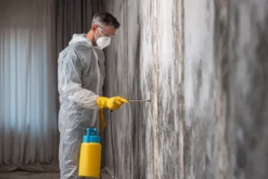 mold remediation service